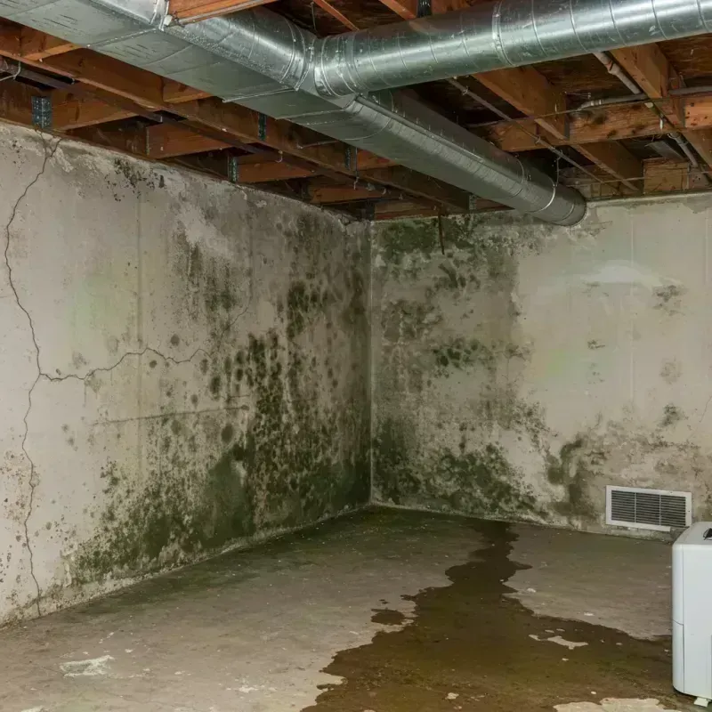 Professional Mold Removal in Ford City, CA